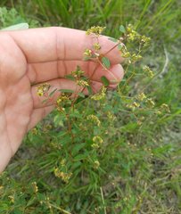 Euphorbia hyssopifolia image