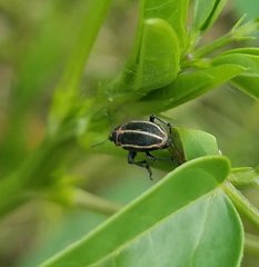 Eudiagogus maryae