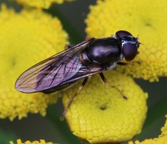Cheilosia scutellata