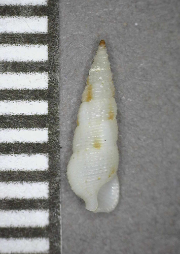 Cerithium placidum observed 2004-12-26