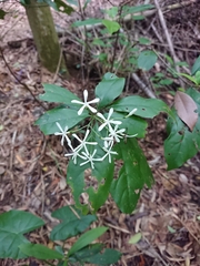 Tarenna gracilipes
