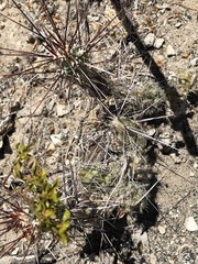 Grusonia grahamii