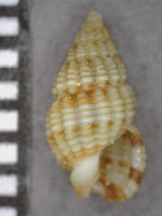 Reticunassa silvardi