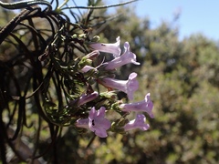 Eriodictyon altissimum