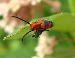 Tetraopes melanurus