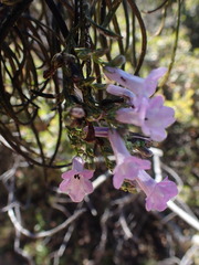 Eriodictyon altissimum