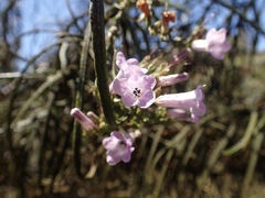 Eriodictyon altissimum