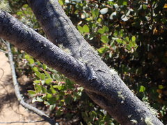 Eriodictyon altissimum