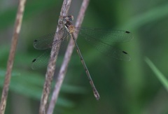 Lestes rectangularis