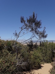 Eriodictyon altissimum