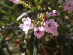 Eriodictyon altissimum