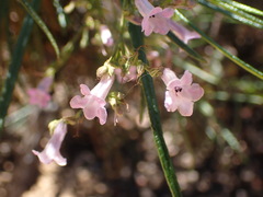 Eriodictyon altissimum