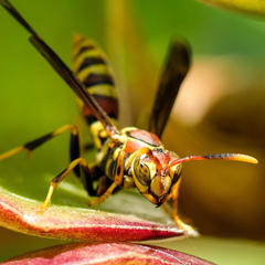 Polistes exclamans