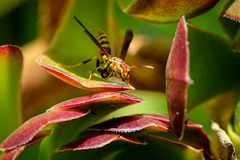 Polistes exclamans