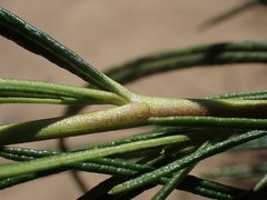 Eriodictyon altissimum