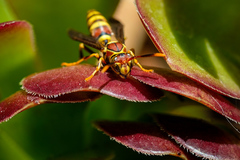 Polistes exclamans