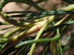 Eriodictyon altissimum