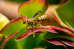 Polistes exclamans