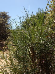 Eriodictyon altissimum