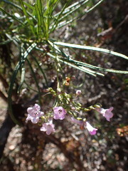 Eriodictyon altissimum