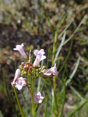 Eriodictyon altissimum