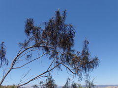 Eriodictyon altissimum