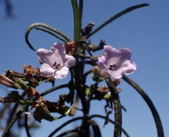 Eriodictyon altissimum