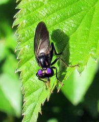 Eudioctria albius