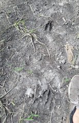 Odocoileus virginianus seminolus