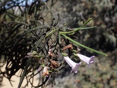 Eriodictyon altissimum