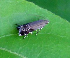 Anacampsis levipedella