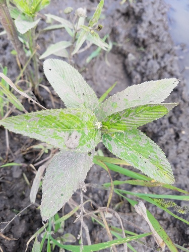 Caperonia palustris image