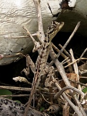 Anolis planiceps