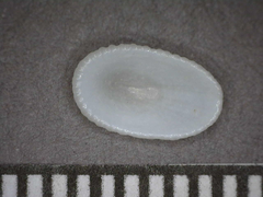 Tugali oblonga