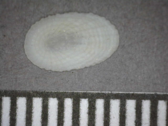 Tugali oblonga