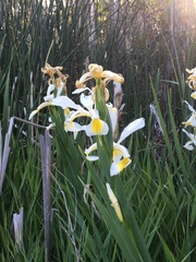 Iris orientalis