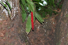 Anthurium gracile
