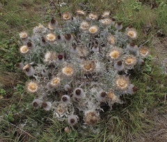 Cirsium occidentale compactum