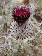 Cirsium occidentale compactum