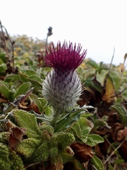 Cirsium occidentale compactum