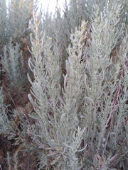 Artemisia tridentata tridentata