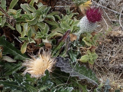 Cirsium occidentale compactum