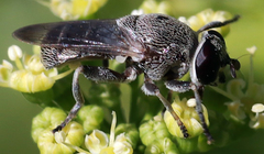 Myolepta aurinota