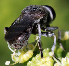 Myolepta aurinota