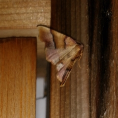 Plagodis phlogosaria