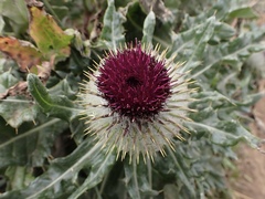 Cirsium occidentale compactum