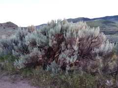 Artemisia tridentata tridentata