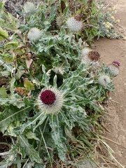 Cirsium occidentale compactum