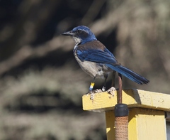 Aphelocoma insularis