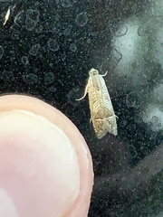 Olethreutinae